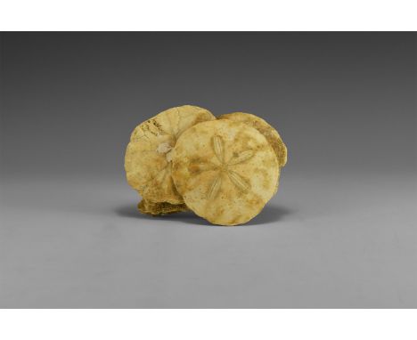 Miocene Period, 23-5.3 million years BP. A group of three and one partial Scutella echinoids (urchins) fused together into a 