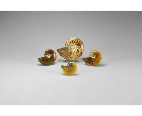 Cretaceous Period, Albian Stage, 113-100 million years BP. A group of four A-grade polished Cleoniceras sp. ammonites from Ma