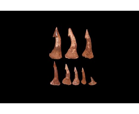Upper Cretaceous Period, 80 million years BP. A group of eight Onchopristus numidus sawfish rostral teeth, from the phosphate