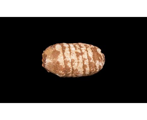 Eocene Period, 58-36 million years BP. A fossil seed pine cone from the Sahara Desert of Morocco, west of Boujdour.   41 gram