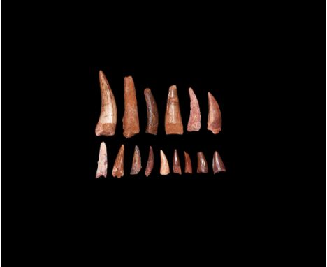 Cretaceous Period, 145-65 million years BP. A selection of fifteen Pterosaur teeth Siroccopteryx moroccensis from south of Ta