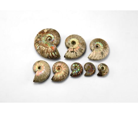 Cretaceous Period, Albian Stage, 113-100 million years BP. A group of eight natural iridescent rainbow shell Cleoniceras besa