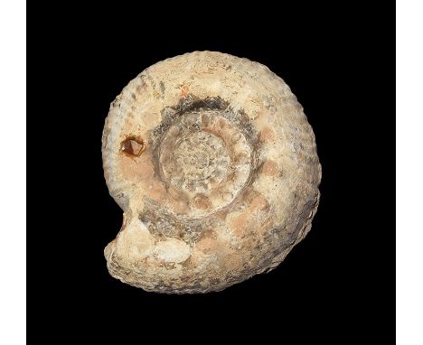 Middle Jurassic, Bajocian Stage, 350-100 million years BP. A fossil Zeleroceras(?) ammonite from the Inferior Oolite, Oborne,