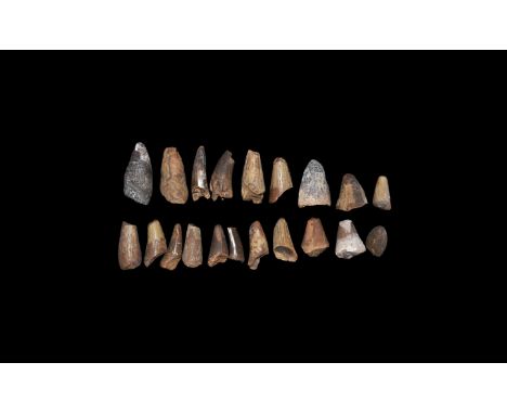 Cretaceous Period, 180 million years BP. A group of twenty dinosaur teeth, probably from the marine reptile Mosasaur sp., and