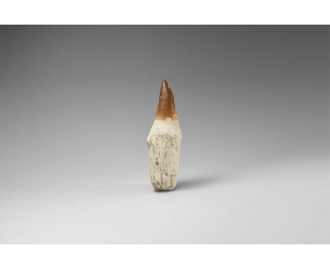 Lower Cretaceous Period, 120 million years BP. A large Mosasaurus tooth complete with root, from Albian, Tegona Formation, Kh