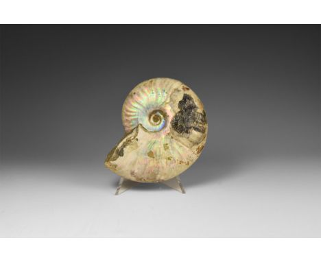 Cretaceous Period, Albian Stage, 113-100 million years BP. A natural iridescent rainbow shell Cleoniceras besairiei ammonite 