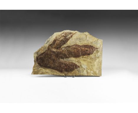 Early Jurassic Period, 170 million years BP. A Dilophosaurus three toed footprint in a shale matrix.   4.87kg, 37.5cm (14 3/4