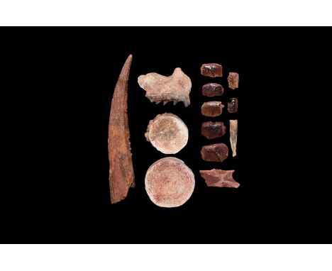 300-65 million years BP. A mixed group of fossils including: two shark vertebrae; a Hybodus shark dorsal spine; a Ceratodus s