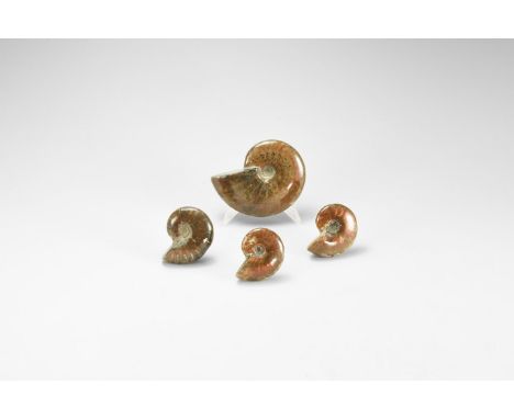 Cretaceous Period, Albian Stage, 113-100 million years BP. A group of four natural iridescent rainbow shell Cleoniceras besai