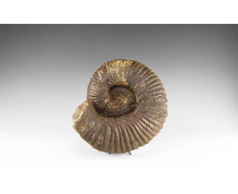 350-100 million years BP. A large ammonite fossil from Lower Greensand, Whale Chine, Atherfield, Isle of Wight, Hampshire, UK