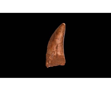 Cretaceous Period, 145-65 million years BP. A large tooth of a mid-sized carnivore, Bahariasaurus ingens, from the Tegana For