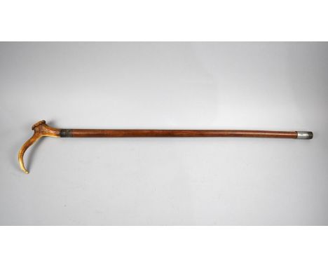 A Vintage Malacca Walking Stick with Stag Horn Handle