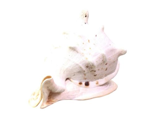 TWO CONCH SEASHELLS, AND A BRANCH CORAL both shells with spiral spine formationlargest 27cm wide