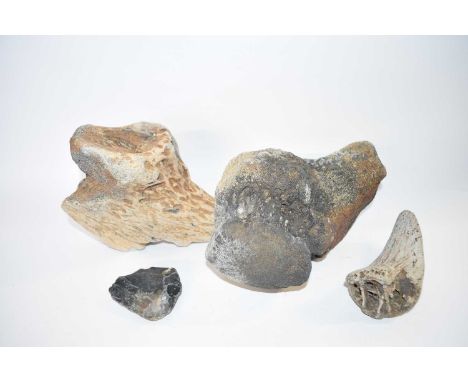 A collection of fossils to include mammoth parts and a flint hand axe found at various North Norfolk locations including Over