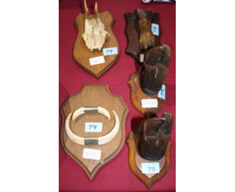 		A quantity of mounted taxidermy to include an otter foot, boar's tusks, deer skull etc.
