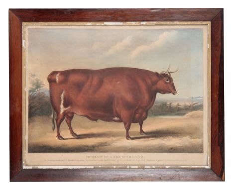 C. HULLMANDEL AFTER W. H. DAVIS, 'PORTRAIT OF A RED DURHAM OX' mezzotint on paper, 44cm x 62cm, in bevelled glazed wood frame