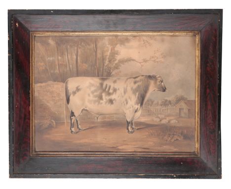 EARLY 19TH CENTURY SCHOOL, 'A PRIZE BULL' coloured mezzotint, 33cm x 47cm, in grained bevelled wood frame and glazedProvenanc
