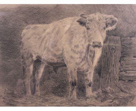 B Gillard (20th century), pencil sketch of a cow. Signed and dated '1901' (lower left), 27.5cm x 36.5cm, framed and glazed
