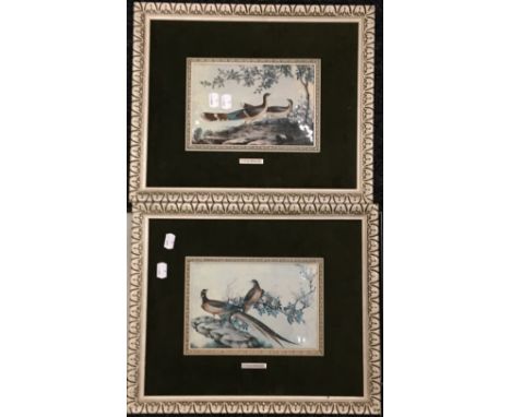 P R DE ARANJUEZ, a pair of exotic bird prints, framed, together with another pair