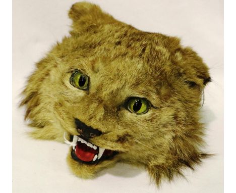 Taxidermy Lynx head with glass eyes, L: 20 cm. P&amp;P Group 3 (£25+VAT for the first lot and £5+VAT for subsequent lots) 