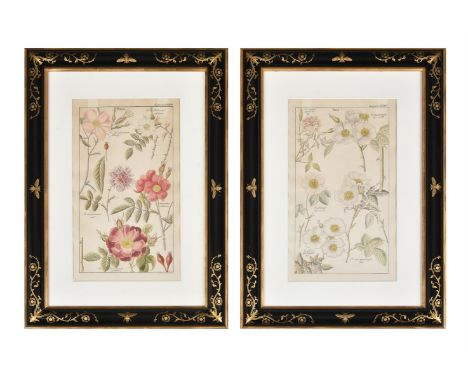 After David Dietrich, A set of 8 bookplates of 'Rosa' from 'Flora Universalis' , each overall 55 x 39.5cm (21½ x 15½ in.) (8)