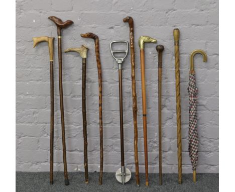 A bundle of walking sticks to include shooting stick and umbrella.