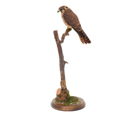 Taxidermy: An American Kestrel (Falco sparverius), modern, by A.J. Armitstead, Taxidermy, Darlington, Co Durham, captive bred