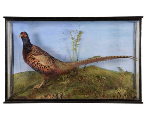Taxidermy: A Late Victorian Cased Ring-necked Pheasant (Phasianus colchicus), circa 1880-1900, a full mount adult cockbird wi