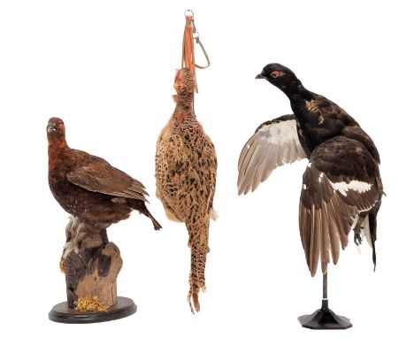 Taxidermy: A Group of European Game Birds, circa late 20th century, a full mount adult Black Grouse cockbird with wings open 