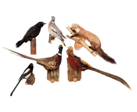 Taxidermy: A Group of European Game &amp; Countryside Birds, to include - a full mount adult male Ring-necked Pheasant , an a