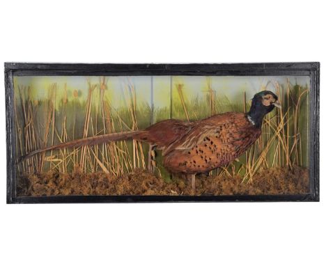 Taxidermy: A Cased Ring-necked Pheasant (Phasianus colchicus), circa late 20th century, a full mount adult cock Pheasant stoo