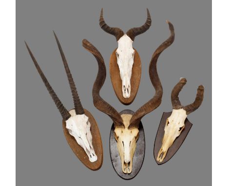 Antlers/Horns: A Group of African Game Trophy Skulls, circa late 20th century, to include - Cape Greater Kudu adult bull horn