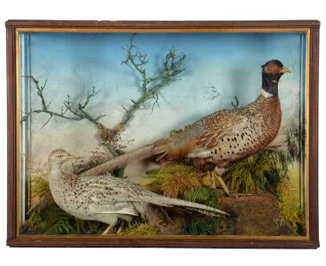 Taxidermy: A Late Victorian Cased Pair of Ring-necked Pheasants (Phasianus colchicus), by Thomas Jefferies, Taxidermy, King S