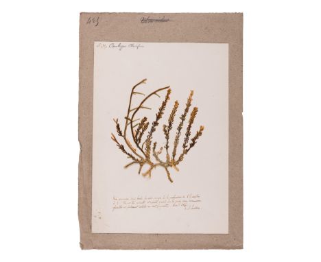 [SPECIMEN ALBUM - ALGAE]. HUSSON, Anne Henry (1814-1855). Algae from the Red Sea. Collected ca 1844-1845. &nbsp;Album of 18 a