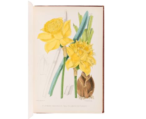 BURBIDGE, Frederick William Thomas (1847-1905). &nbsp;The Narcissus; its History and Culture. London; L. Reeve &amp; Co., 187