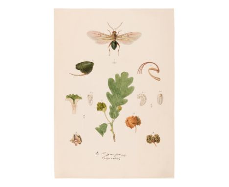 [MANUSCRIPT]. KOLLAR, Vincenz (1797-1860). "Abbildung und Beschreibung schadlicher Insecten. Ms. mit aquarellierten Handzeich