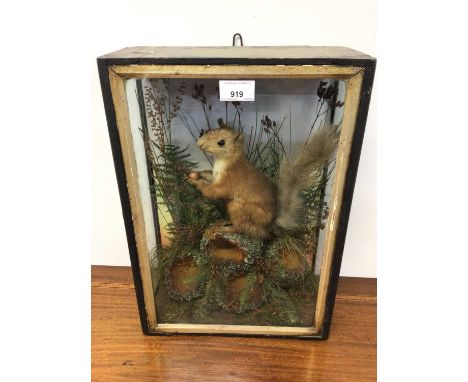 Victorian Red Squirrel within naturalistic setting in glazed case, bearing label verso for Lewis Hutton, Bristol. Case measur
