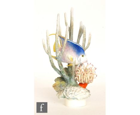 A Royal Worcester Ronald van Ruyckevelt model of a tropical fish titled Blue Angel Fish (angelichthys bermudensis), numbered 