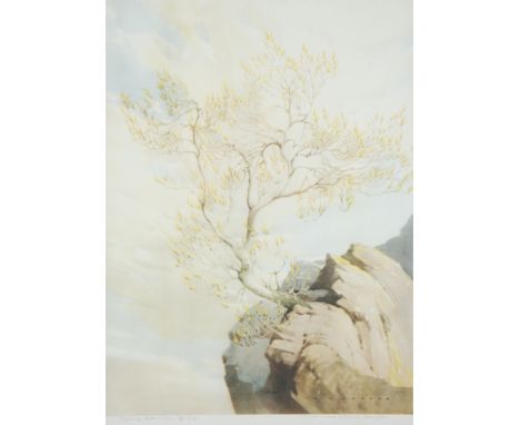 WILLIAM HEATON COOPER  ARTIST SIGNED COLOUR PRINT  'Young Ash in Spring' 17 1/2" x 12 1/42 (44.5cm x 31.1cm)  AXEL A. MUCHAST