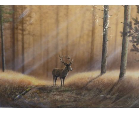 NIGEL ARTINGSTALL (b.1963)  TWO ARTIST SIGNED COLOUR PRINTS 'Morning Light' and 'Caledonian Glade'  both of deer, editions of