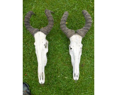 PR. MOUNTED ANTELOPE SKULL HUNTING TROPHIES