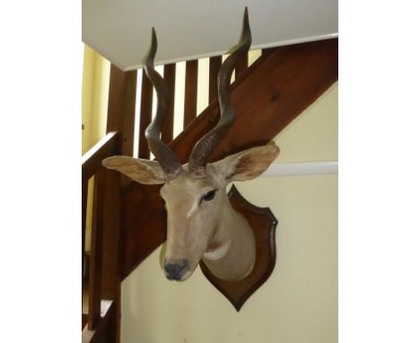 HUNTING TROPHY, AFRICAN ANTELOPE MOUNTED ON AN OAK SHIELD