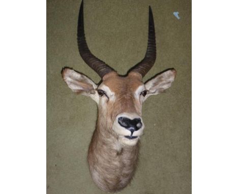 HUNTING TROPHY, AFRICAN ANTELOPE HEAD