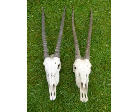 PR. MOUNTED ANTELOPE SKULL HUNTING TROPHIES