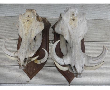 PR. MOUNTED WARTHOG SKULL HUNTING TROPHIES