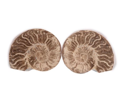 Fossil ammonite in 2 parts, 12.5x10.5 cm