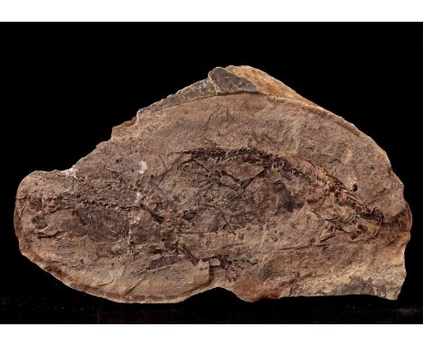 Fossil of a lizard, 35x20.5 cm