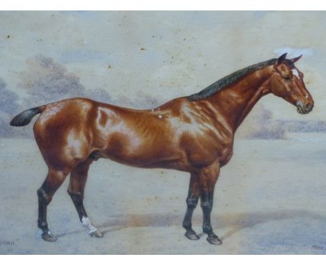 FRANK PATON (1855-1909) PORTRAIT OF A HORSE NAMED SEQUAH, SIGNED, WATERCOLOUR. 35 x 49cms