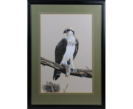 Stephen G Rooke (British, 20th Century) 'Osprey', gouache, signed, inscribed and dated Dec. (19)78 lower right, 14¾ inches x 