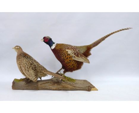 Taxidermy group of a ring necked pheasant and pheasant hen, on  a wooden base 